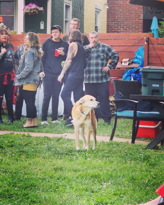 snallyfest concert performance